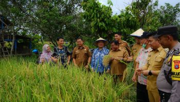 Panen Raya di Lingkungan IX Kelurahan Cengkeh Turi