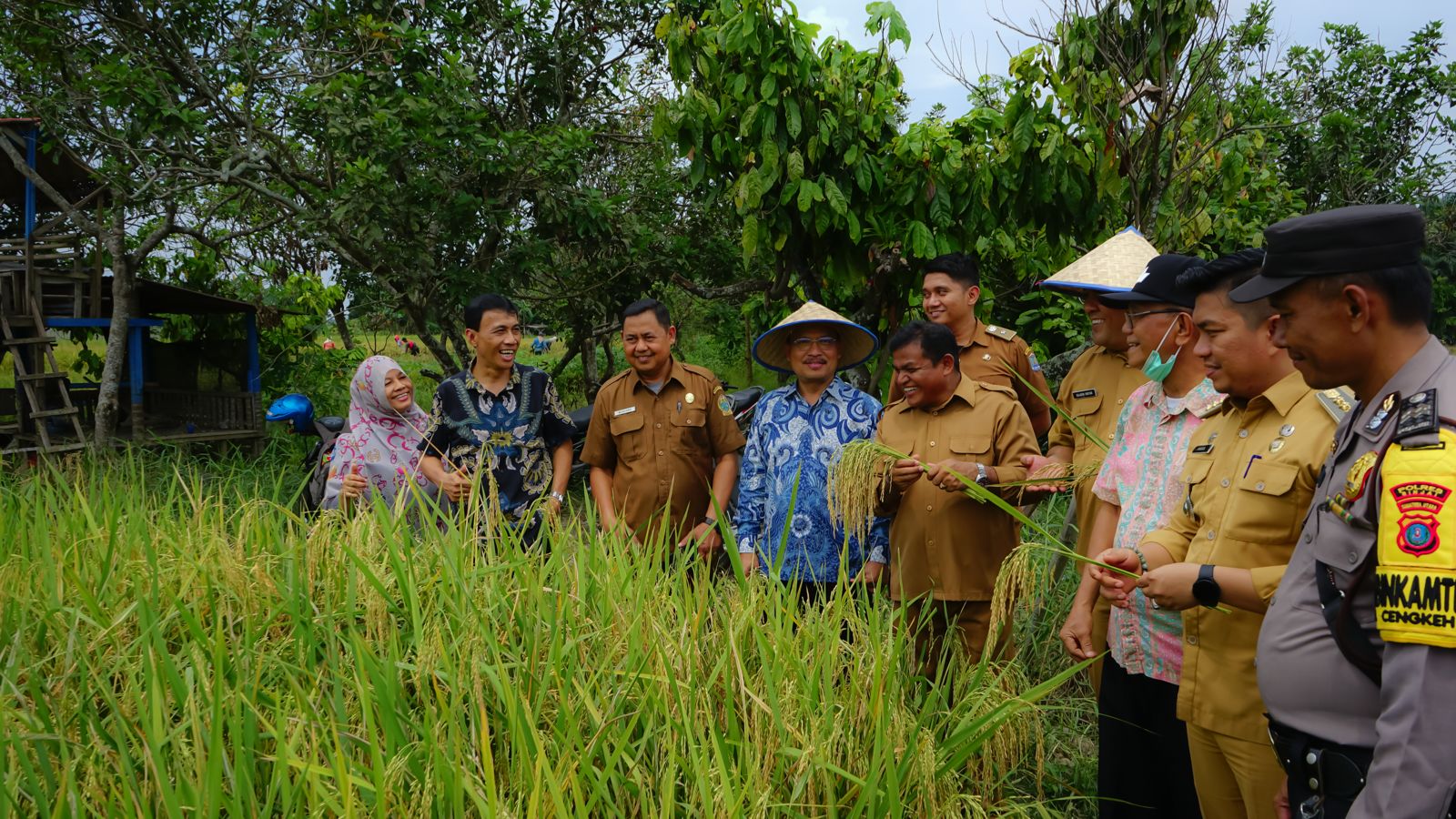 Panen Raya di Lingkungan IX Kelurahan Cengkeh Turi