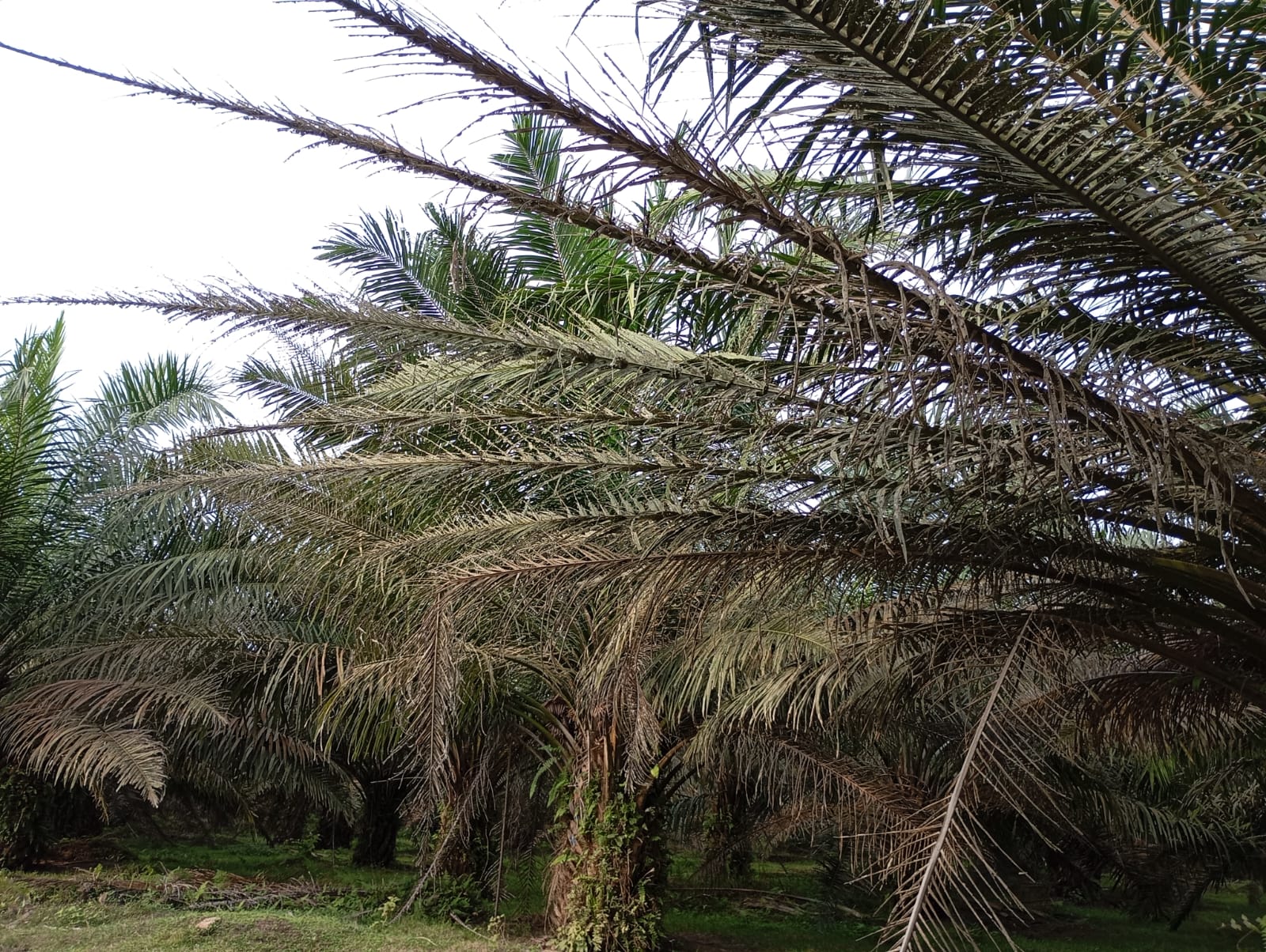 IMG-20260330-WA0015